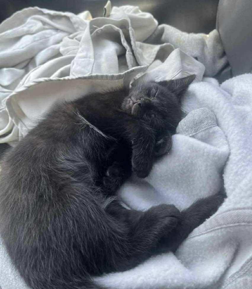 Dakota, Adoptable, Kitten Male Domestic Short Hair.