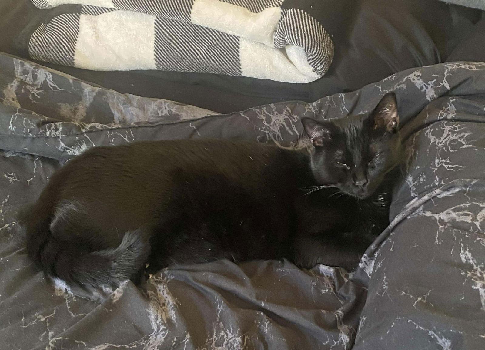 Enlarge Dakota, a Adoptable Domestic Short Hair in Roxboro, NC image 3/3