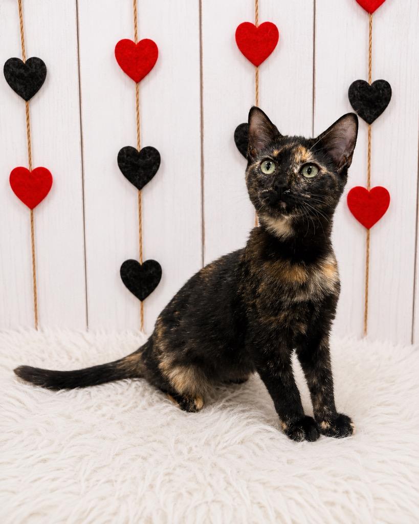 Janine, Adoptable, Kitten Female Domestic Short Hair.