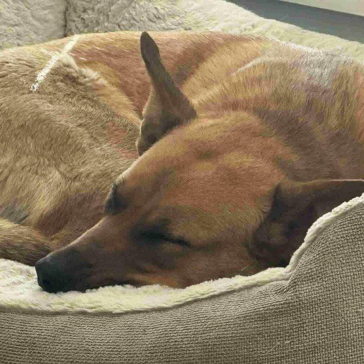 Rosie, an adoptable Shepherd in Abbotsford, BC, V3G 2L5 | Photo Image 4