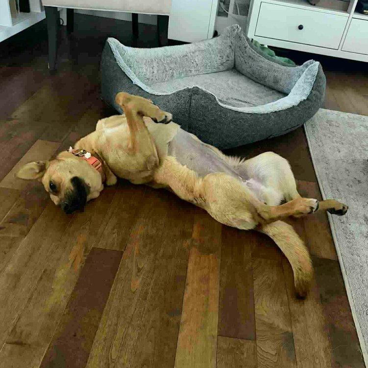 Rosie, an adoptable Shepherd in Abbotsford, BC, V3G 2L5 | Photo Image 2