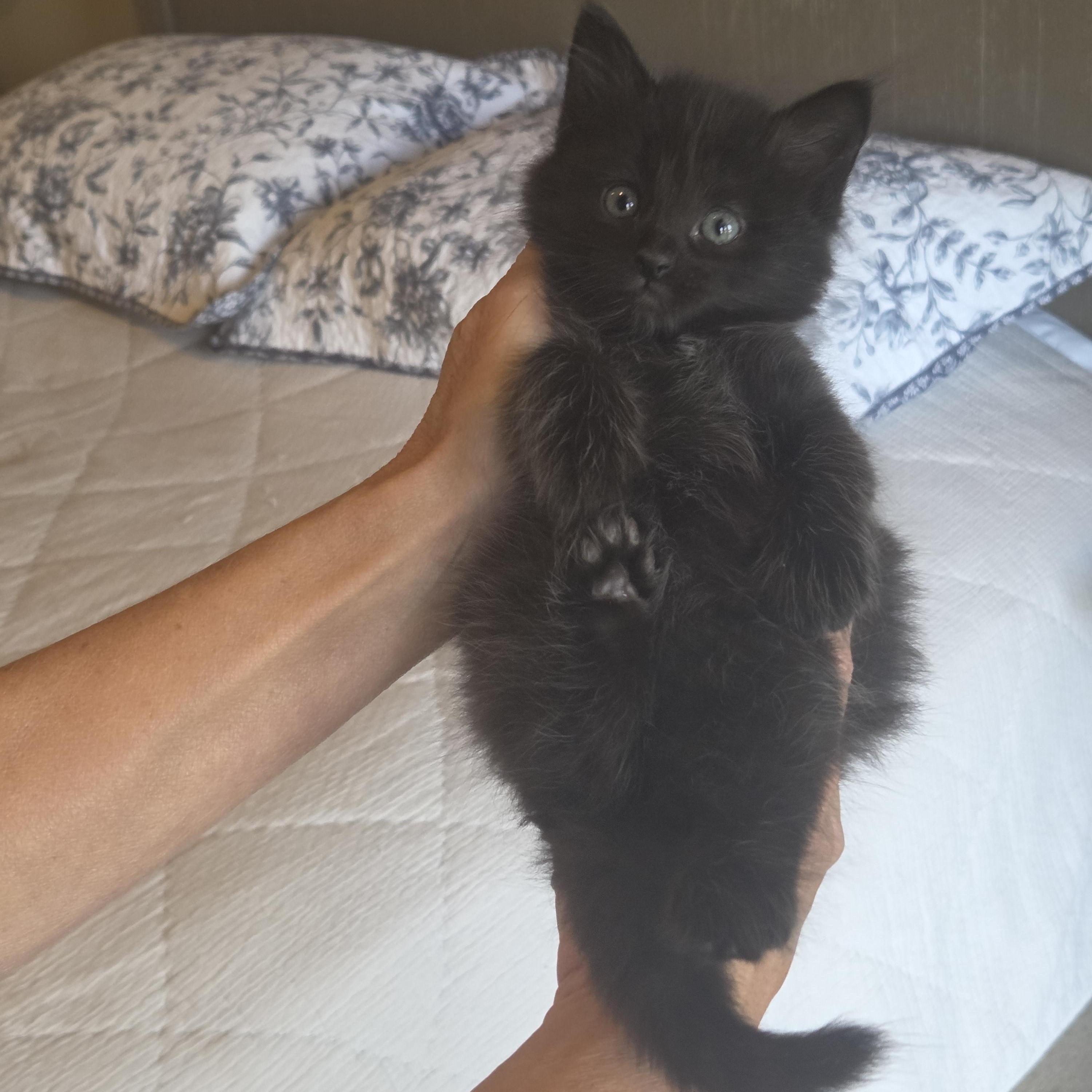 Princess thumbnail 3