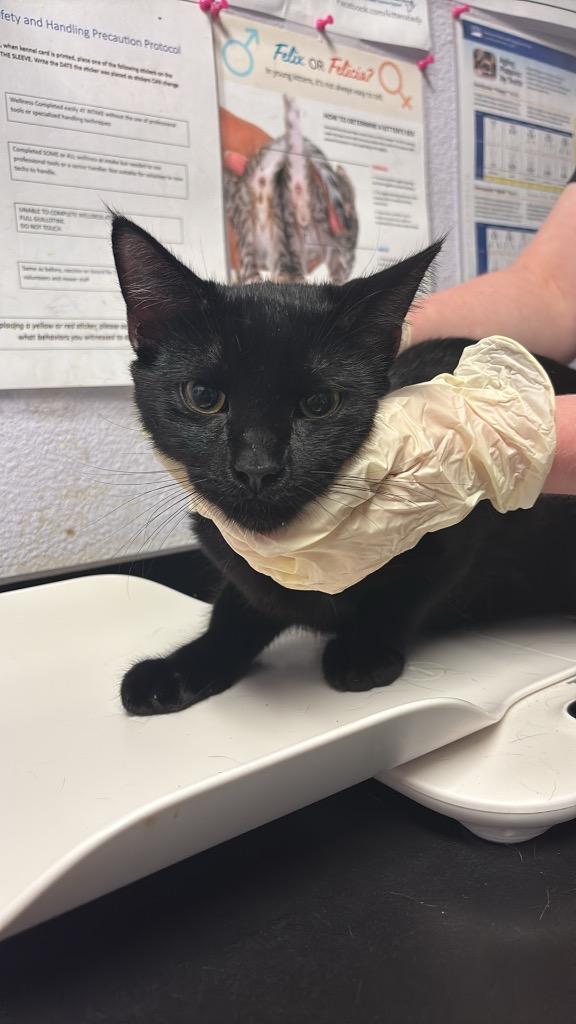 Garrett, Adoptable, Young Male Domestic Short Hair.