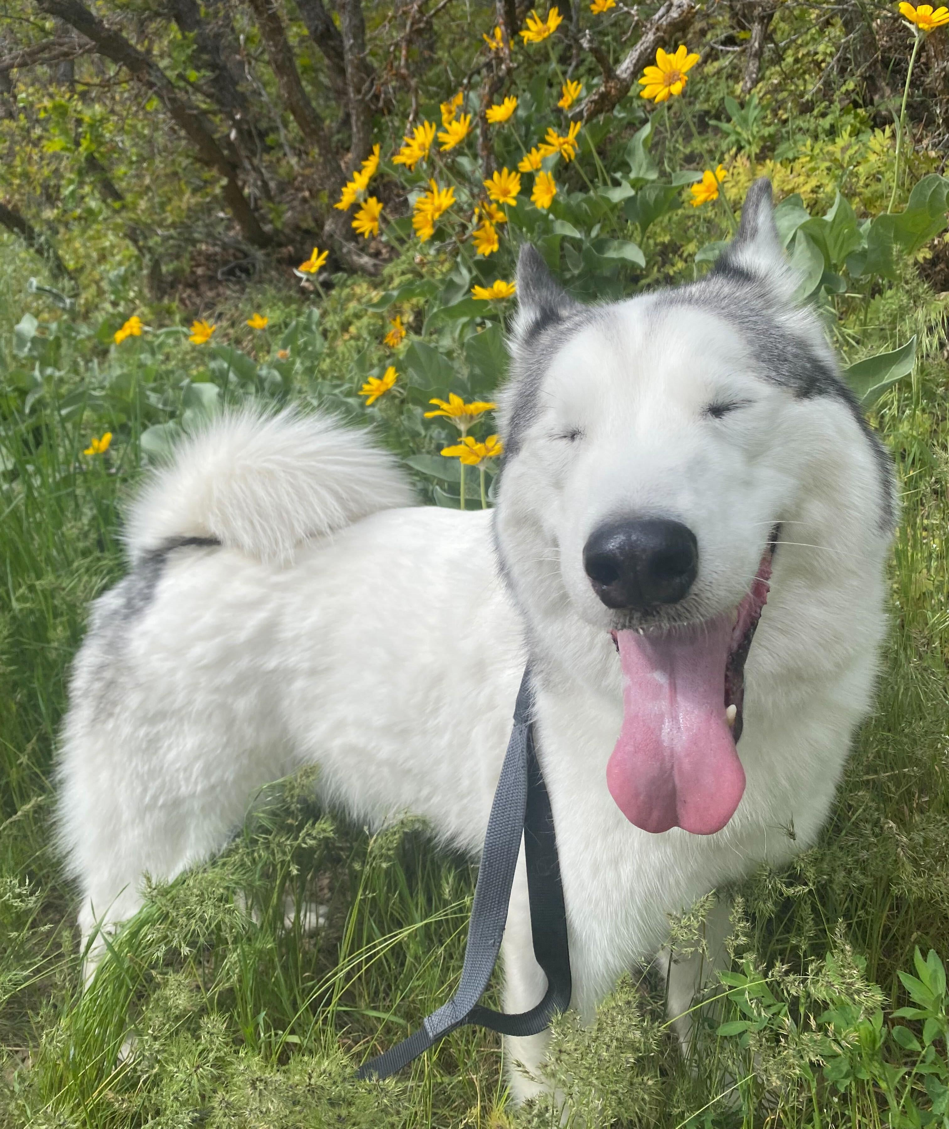 Ronin, Adoptable, Adult Male Siberian Husky.