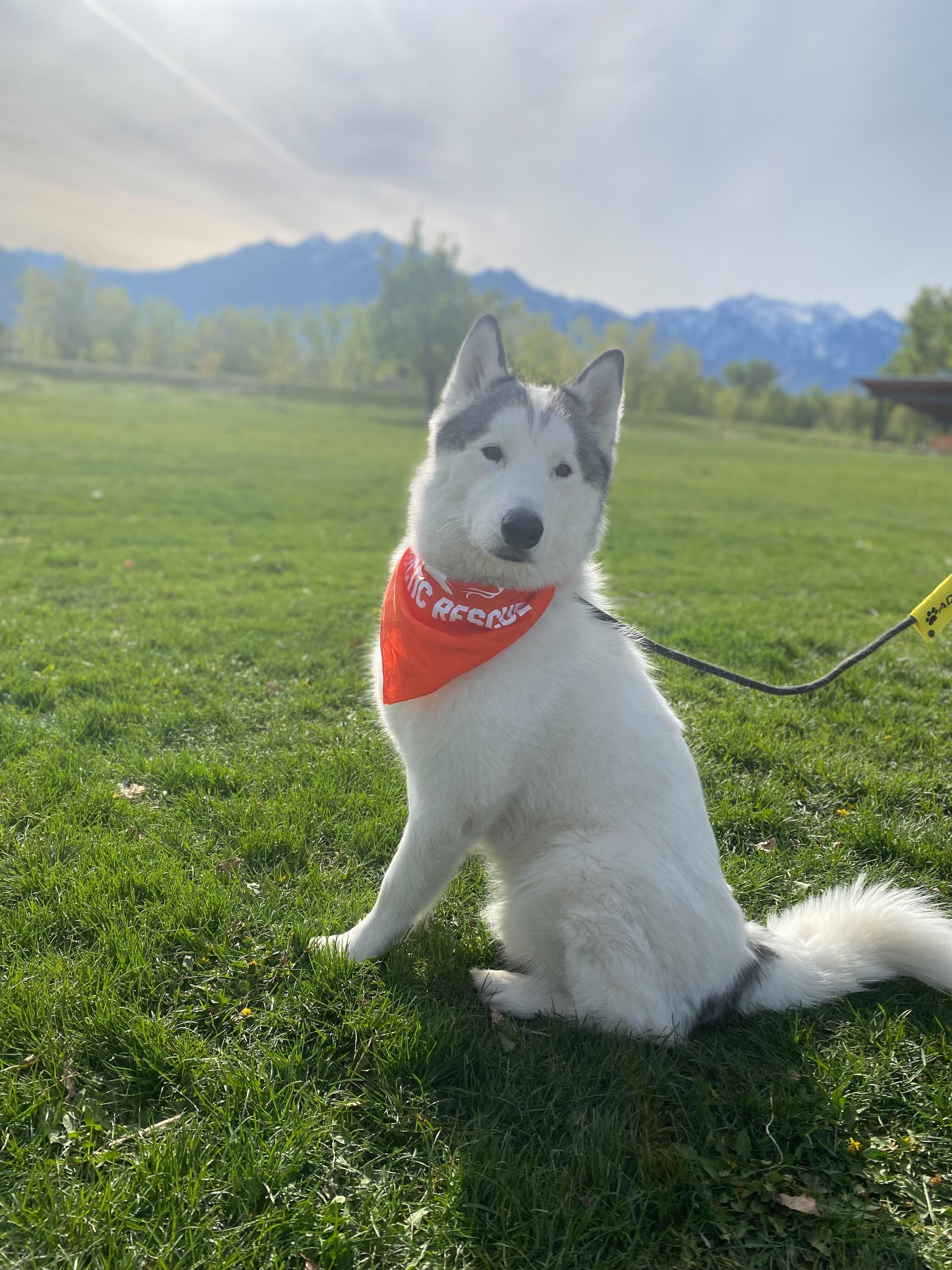 Enlarge Ronin, a Adoptable Siberian Husky in Cottonwood Heights, UT image 2/6