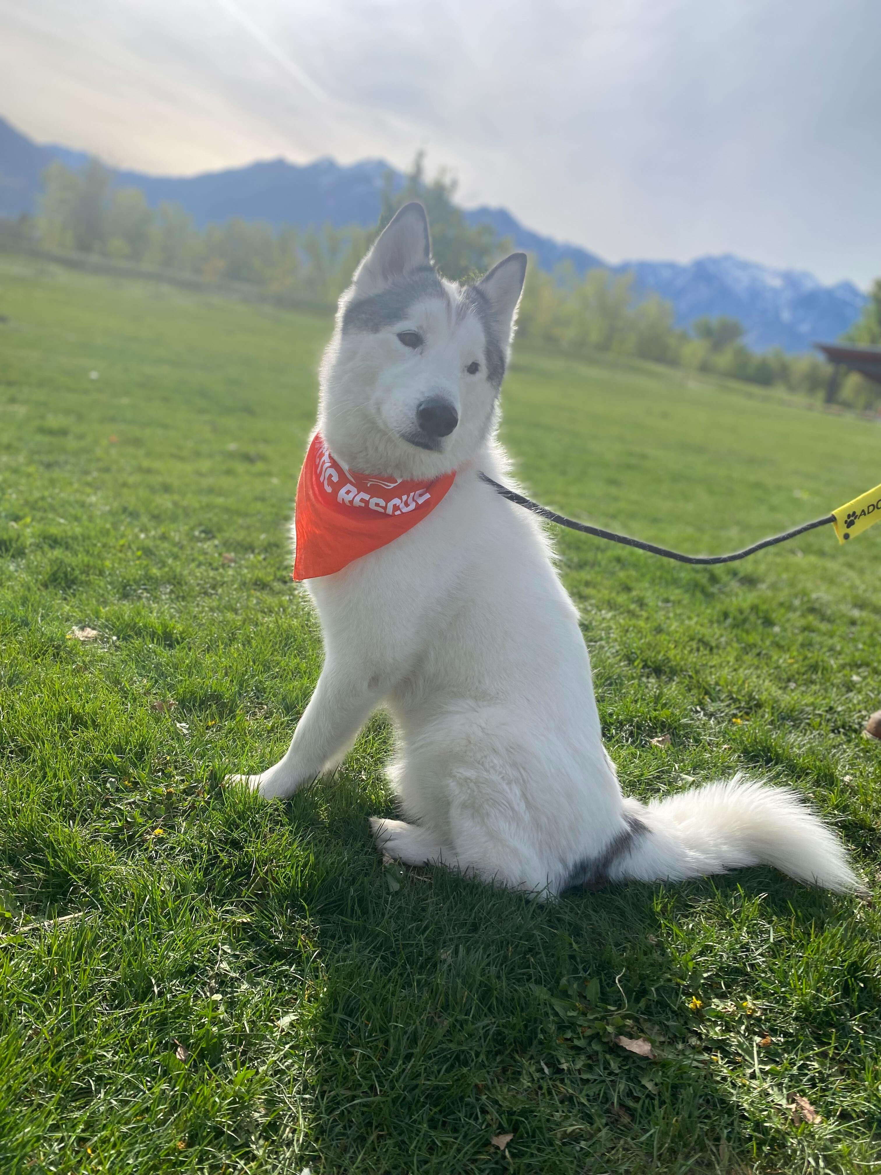 Enlarge Ronin, a Adoptable Siberian Husky in Cottonwood Heights, UT image 3/6