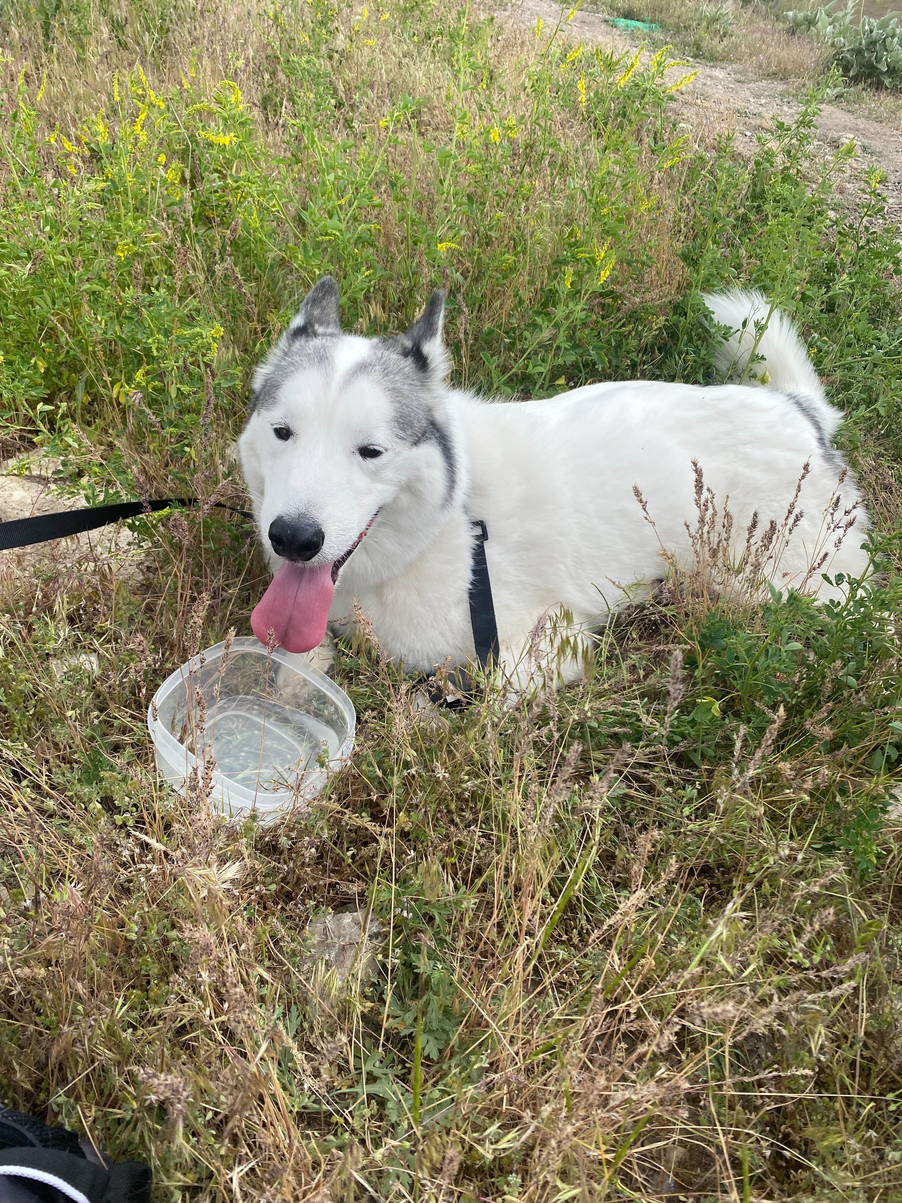 Enlarge Ronin, a Adoptable Siberian Husky in Cottonwood Heights, UT image 4/6