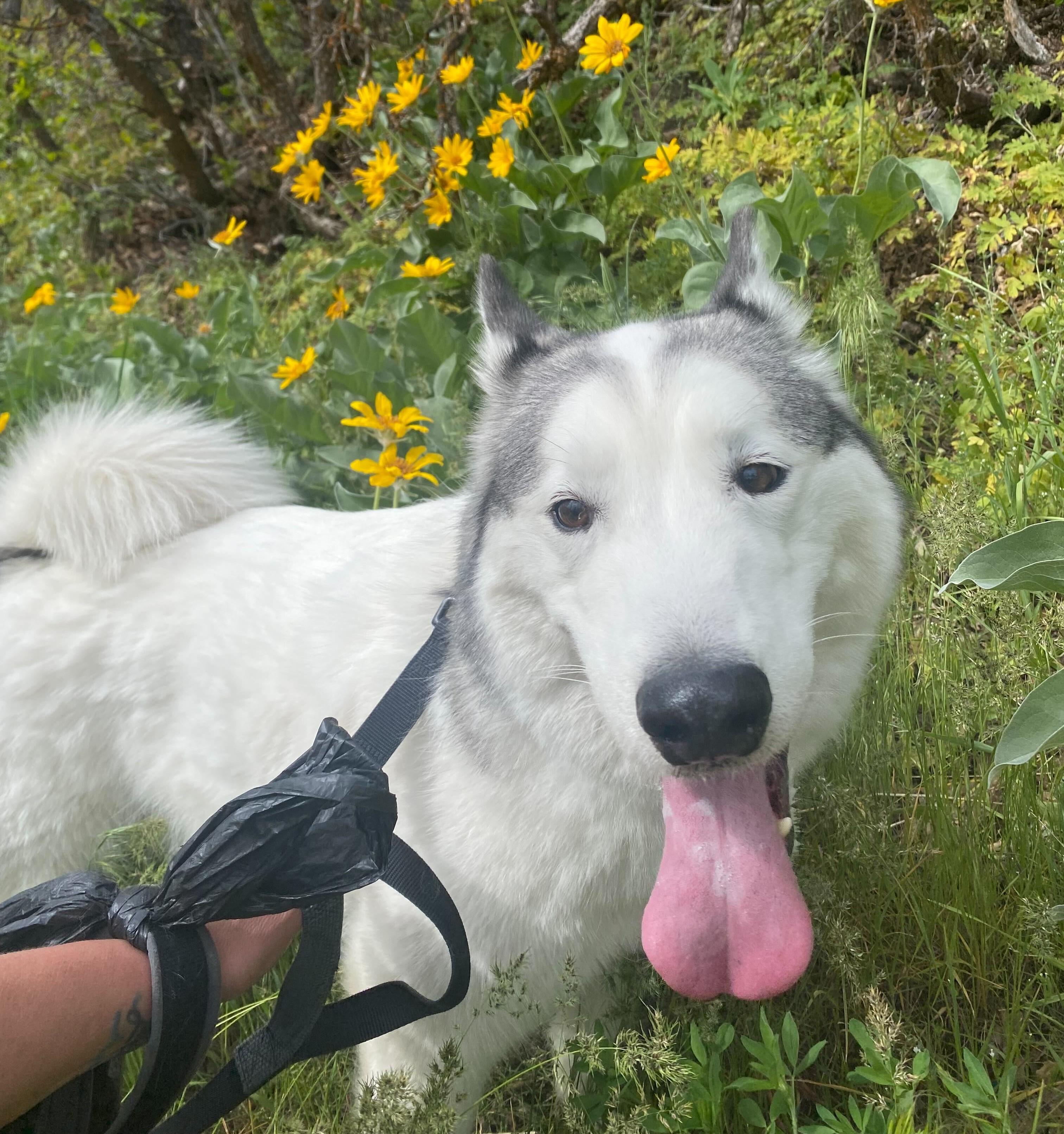 Enlarge Ronin, a Adoptable Siberian Husky in Cottonwood Heights, UT image 5/6