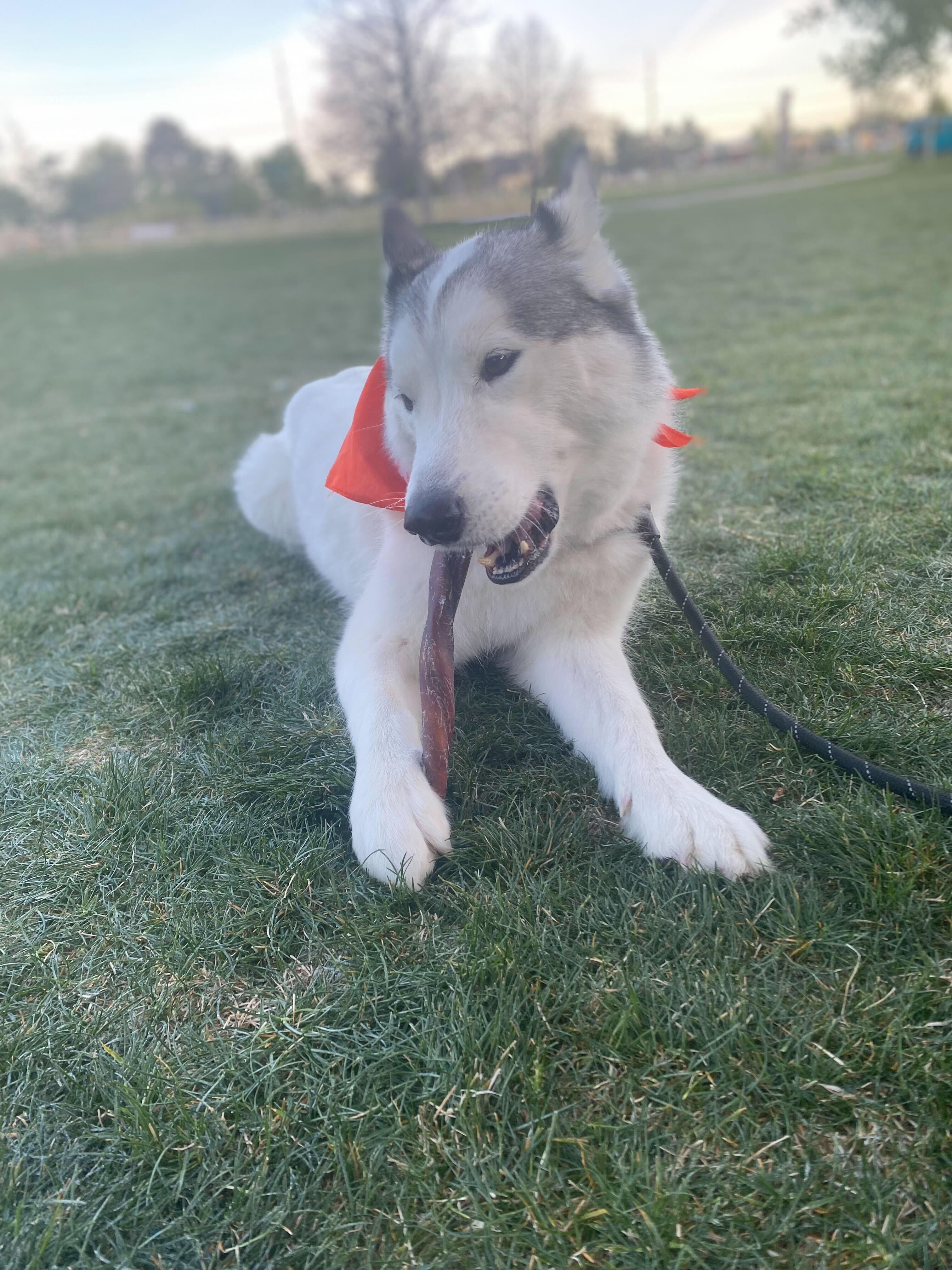 Enlarge Ronin, a Adoptable Siberian Husky in Cottonwood Heights, UT image 6/6