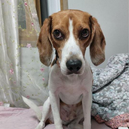 Enlarge Joey, a Adoptable Beagle in Nowata, OK image 1/2