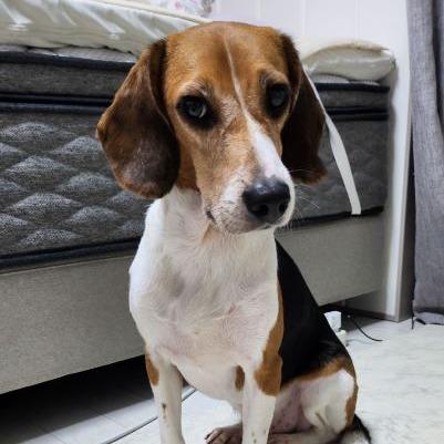 Enlarge Joey, a Adoptable Beagle in Nowata, OK image 2/2