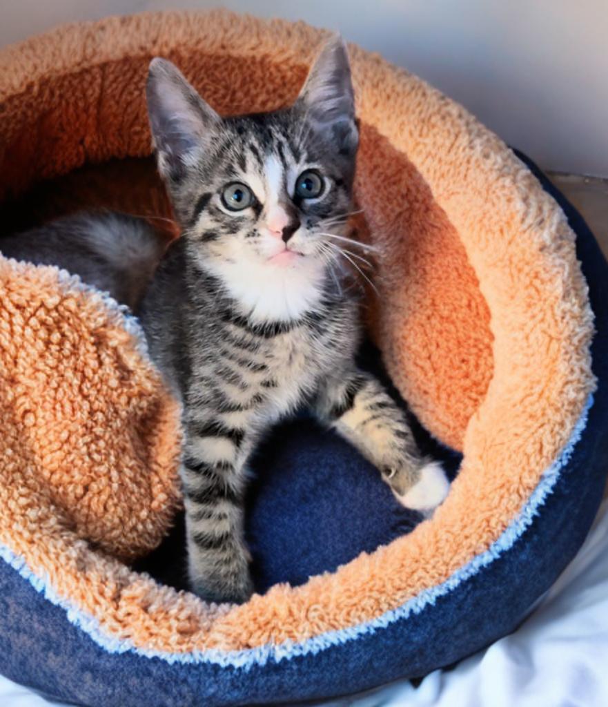 Killian — thumbnail 3