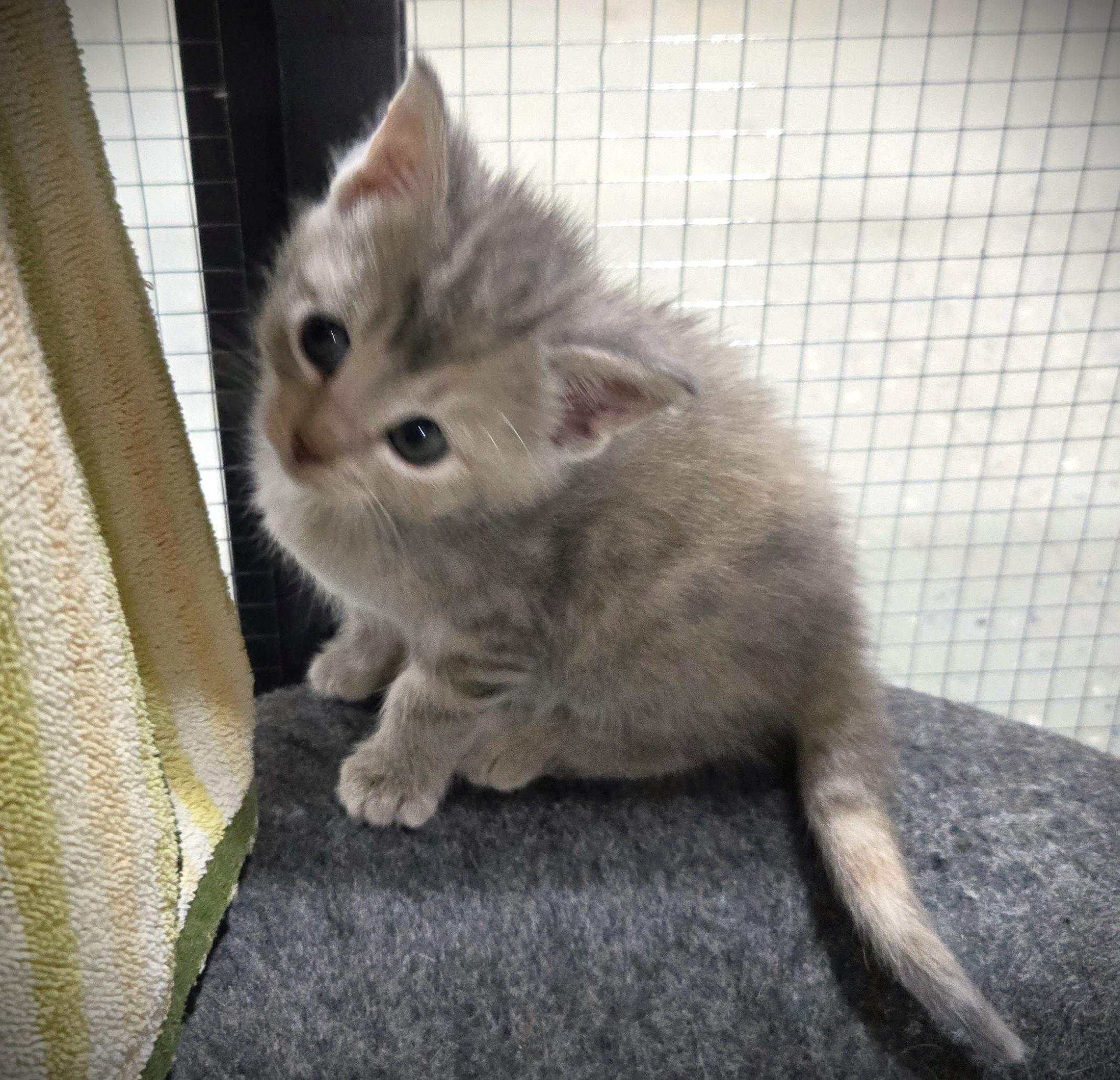 Enlarge Freya, a ADOPTABLE Domestic Short Hair in Mankato, MN image 6/6