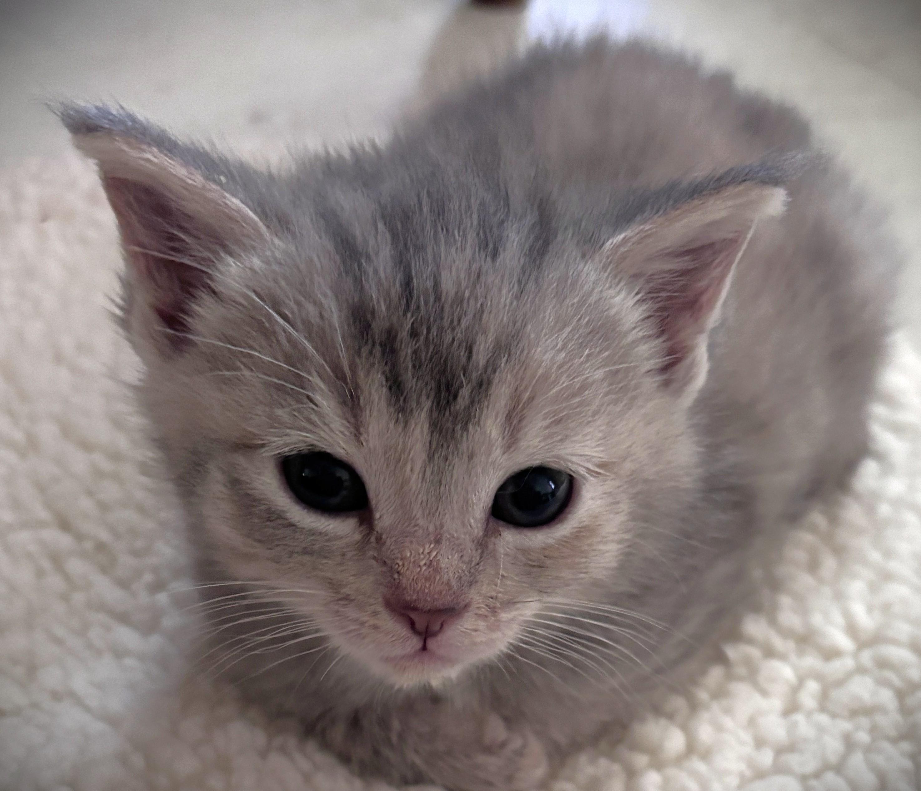Enlarge Freya, a ADOPTABLE Domestic Short Hair in Mankato, MN image 3/6