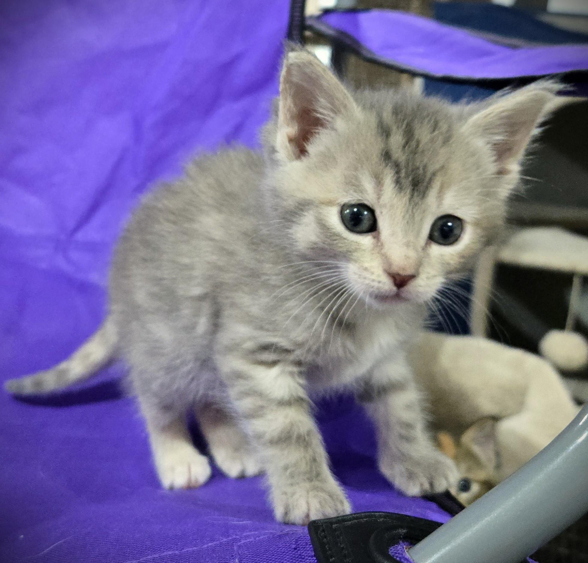 Enlarge Freya, a ADOPTABLE Domestic Short Hair in Mankato, MN image 5/6