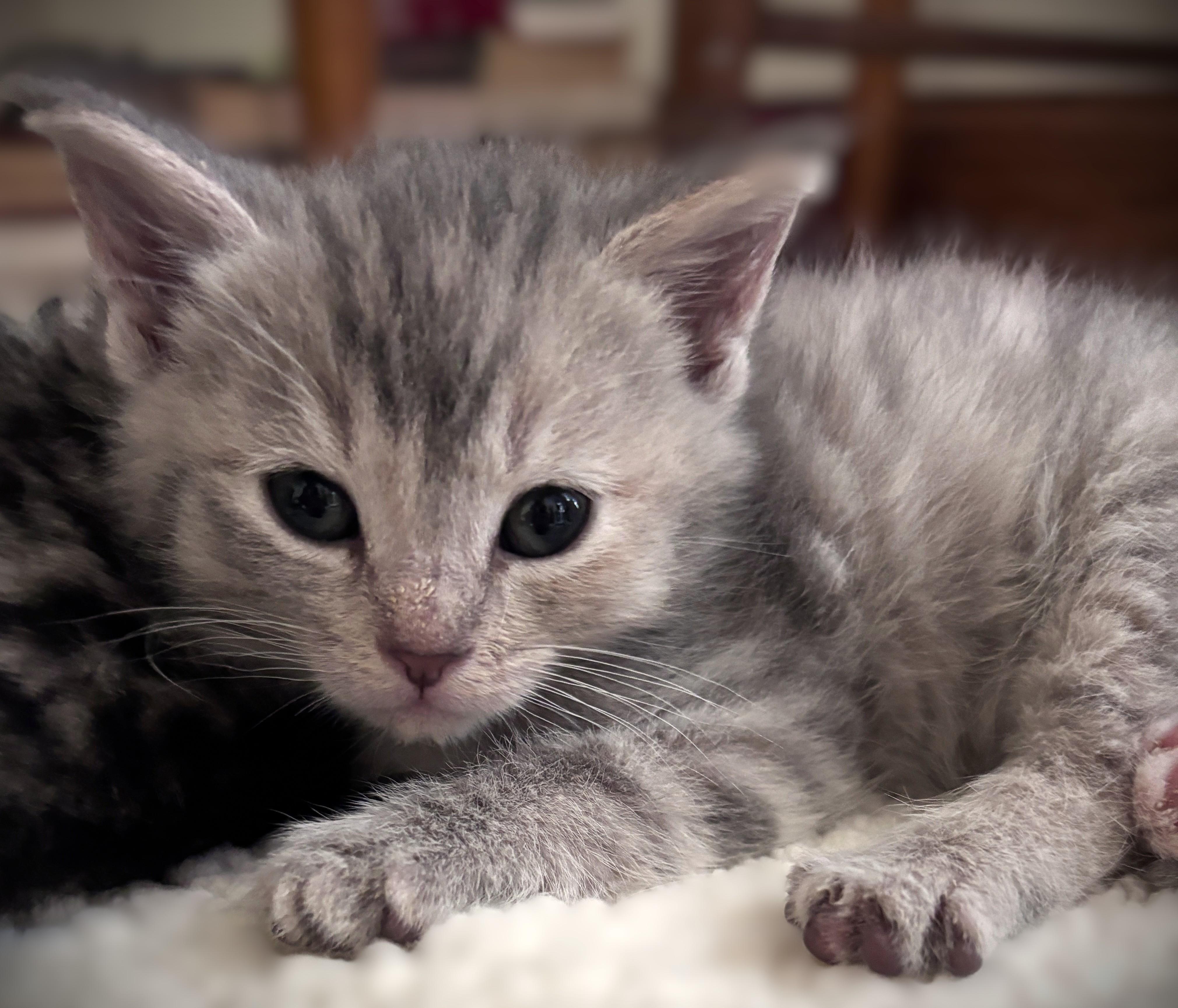 Enlarge Freya, a ADOPTABLE Domestic Short Hair in Mankato, MN image 2/6