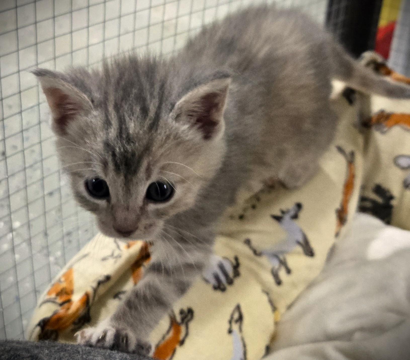 Enlarge Freya, a ADOPTABLE Domestic Short Hair in Mankato, MN image 4/6