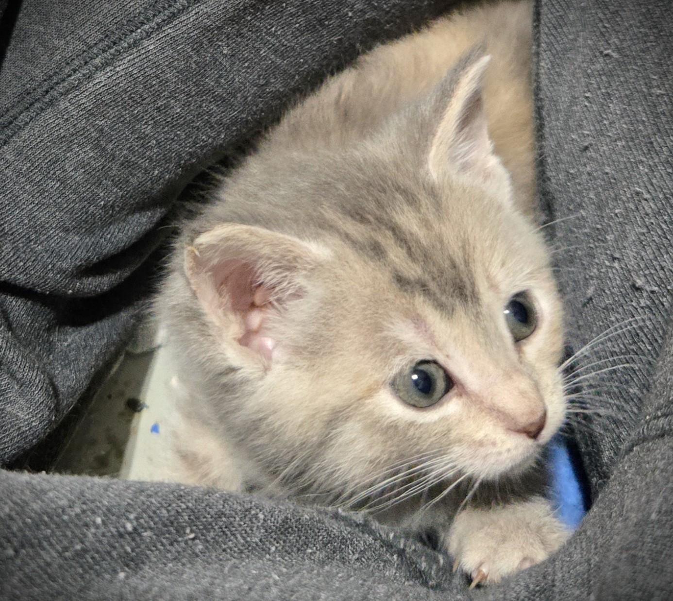 Enlarge Freya, a ADOPTABLE Domestic Short Hair in Mankato, MN image 1/6