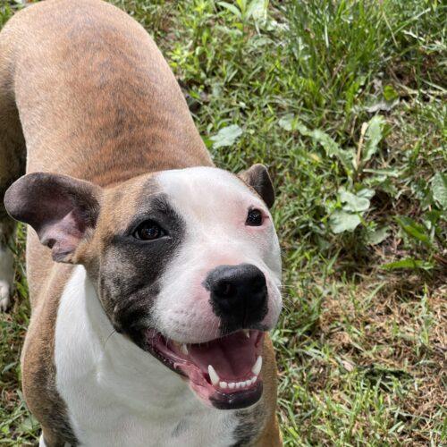 Enlarge Sadie, a Adoptable mixed breed in Richmond, MO image 1/5
