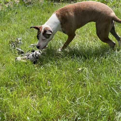 Enlarge Sadie, a Adoptable mixed breed in Richmond, MO image 2/5