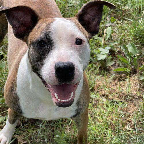 Enlarge Sadie, a Adoptable mixed breed in Richmond, MO image 3/5