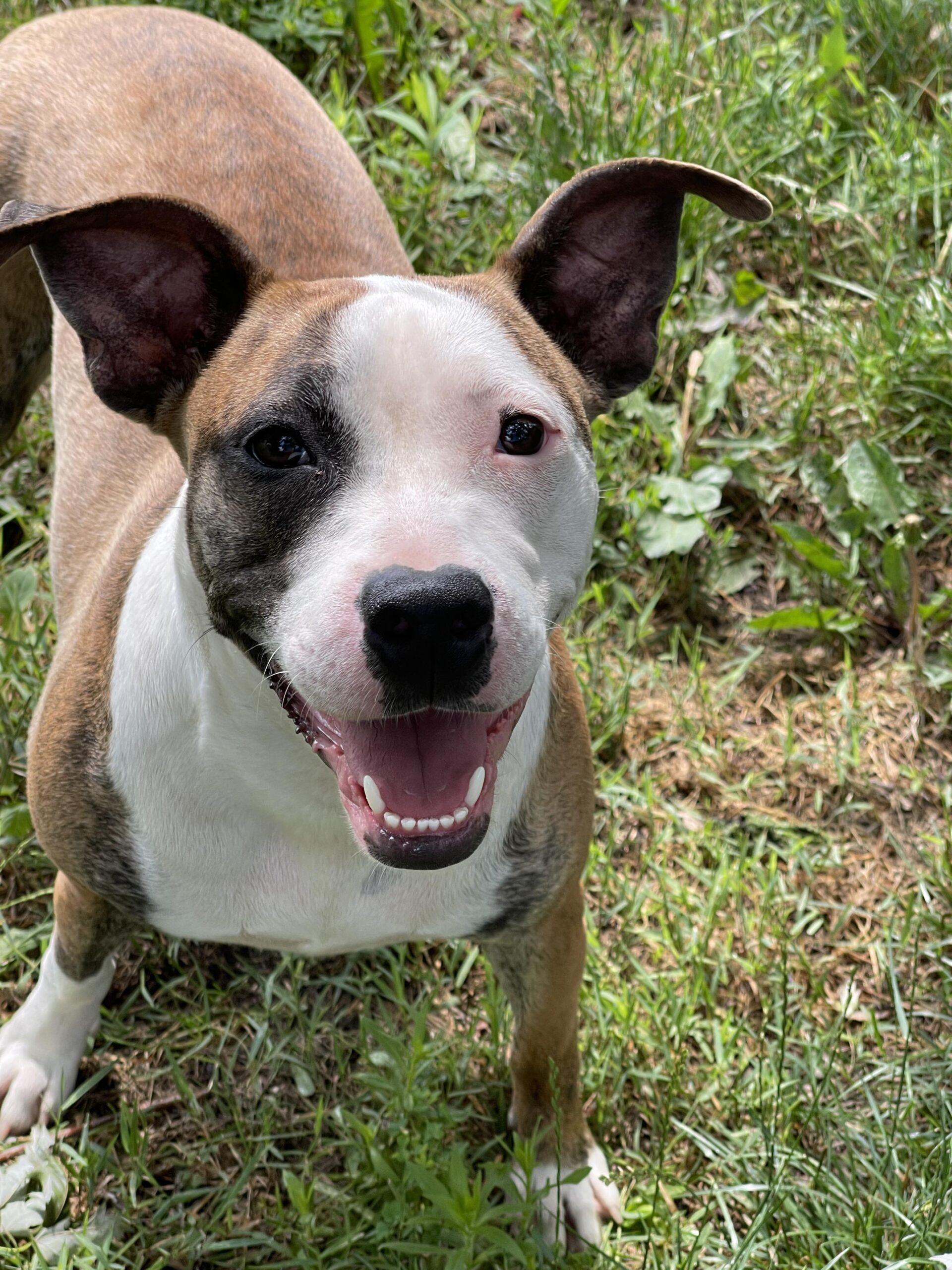 Enlarge Sadie, a Adoptable mixed breed in Richmond, MO image 4/6