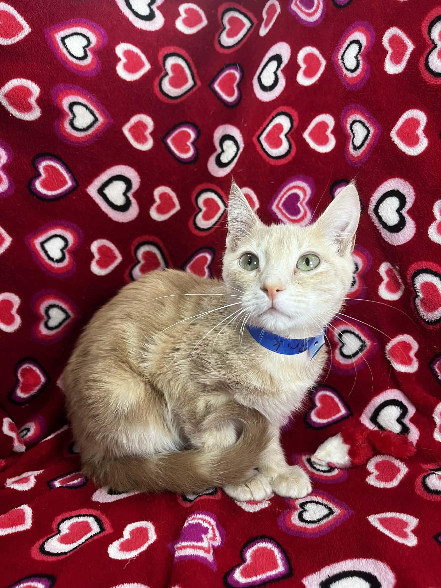 Brik, ADOPTABLE, Kitten Male Tabby.