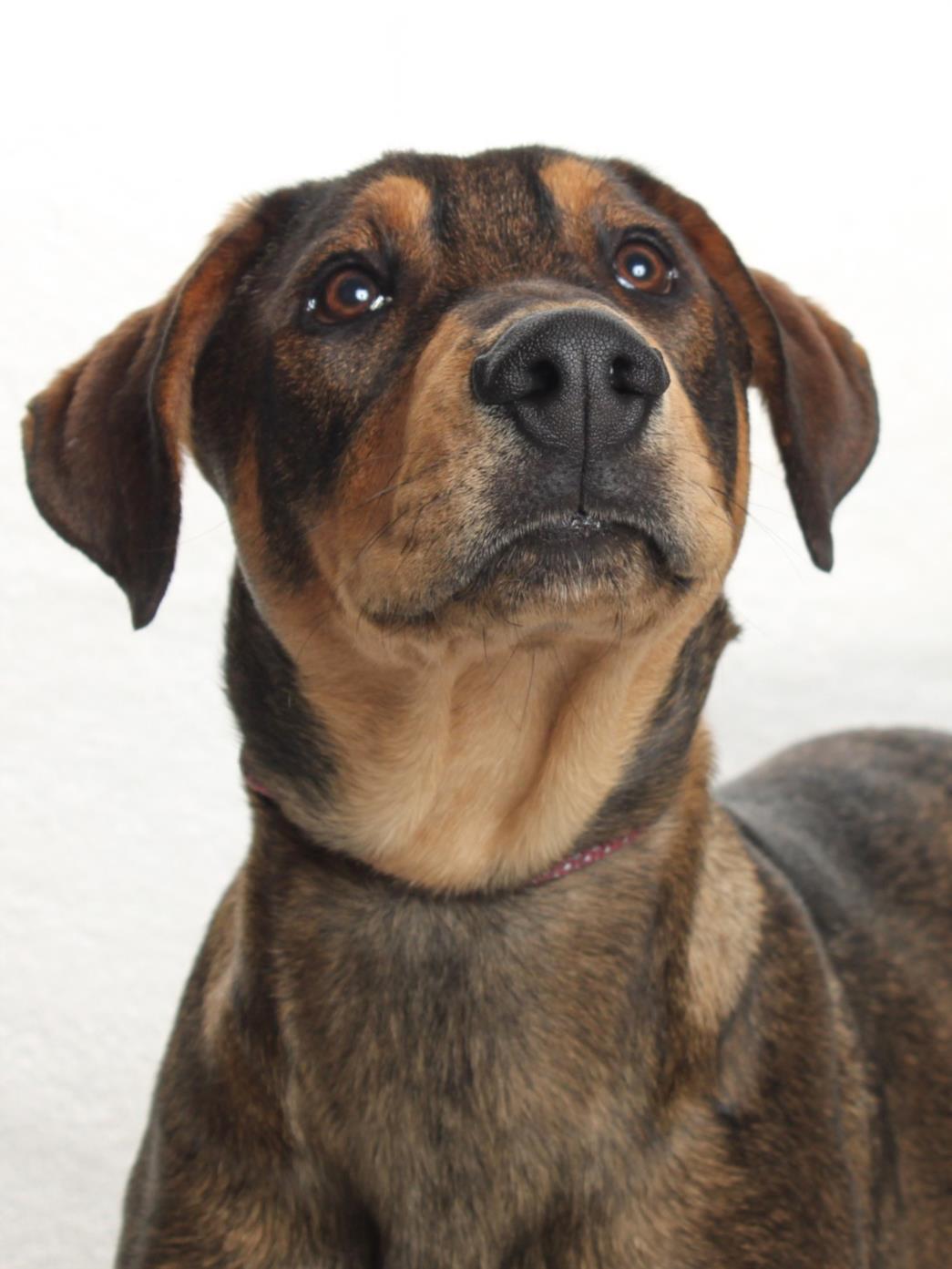 JAKE, Adoptable, Young Male Bloodhound & Doberman Pinscher.