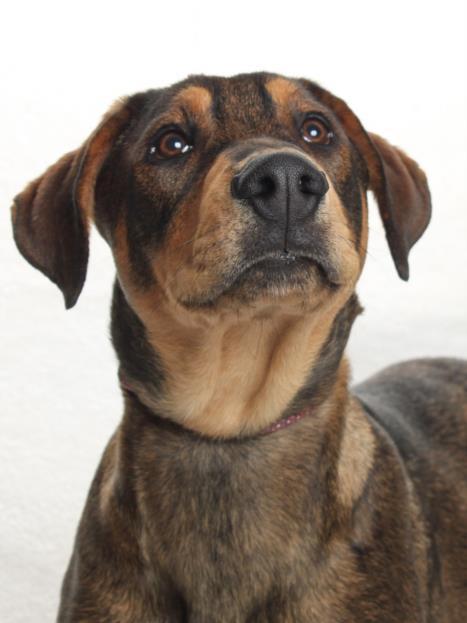 JAKE, Adoptable, Young Male Bloodhound & Doberman Pinscher.