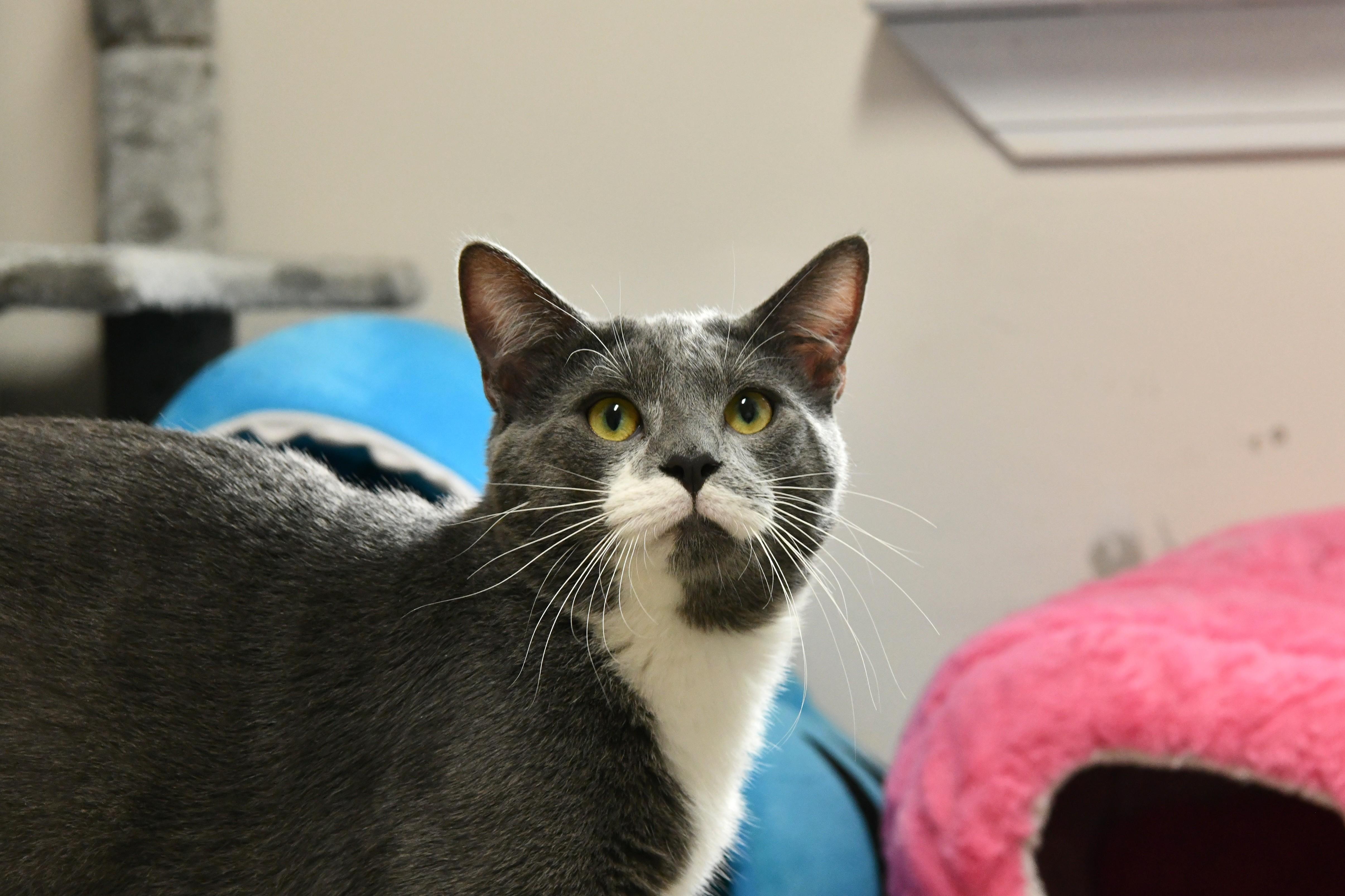 Nathan, ADOPTABLE, Adult Male Domestic Short Hair.