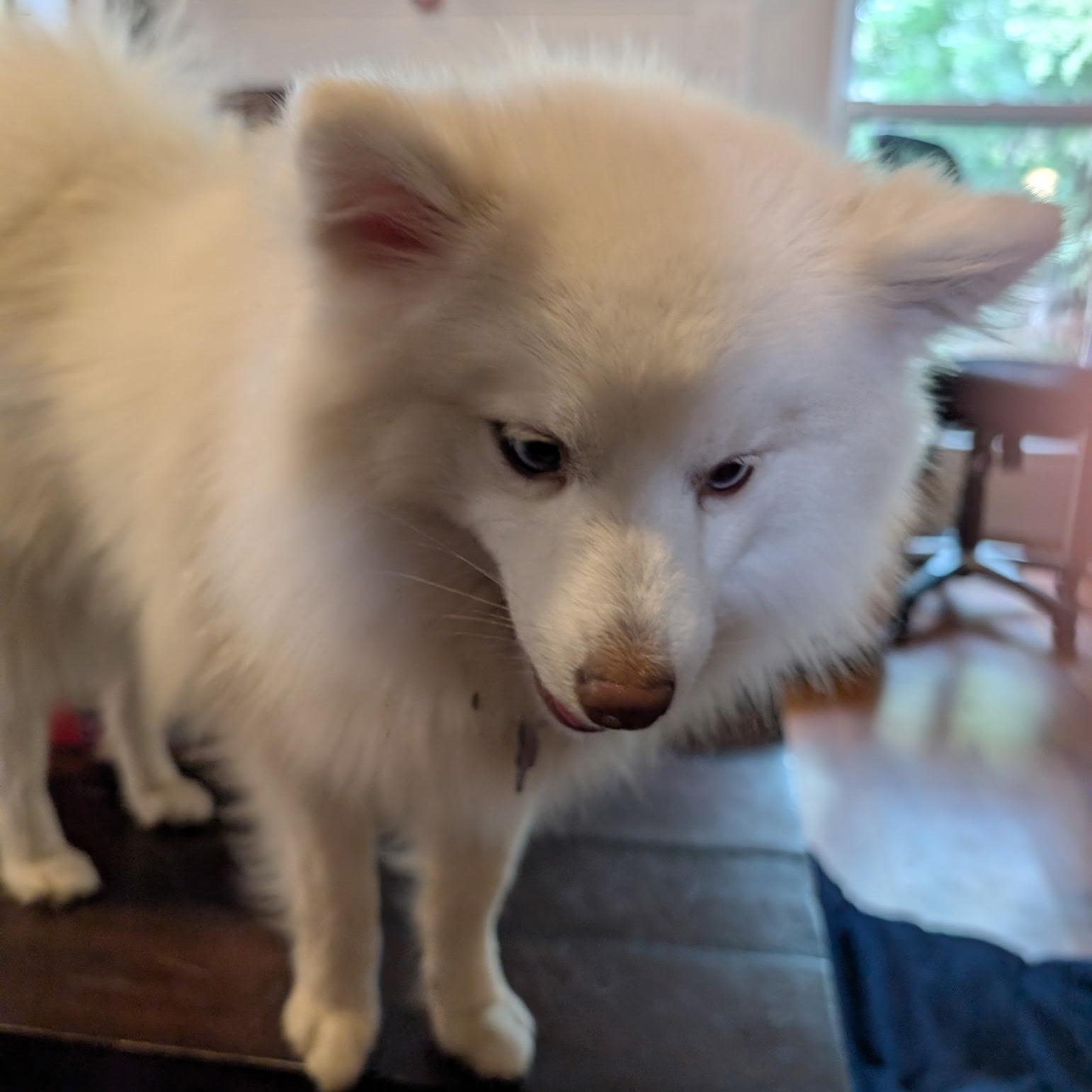 Atlas, ADOPTABLE, Adult Male Pomsky.