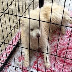 Atlas, a ADOPTABLE Pomsky in Tulsa, OK image 2/2