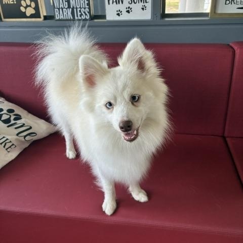 Enlarge Atlas, an adopted Pomsky in Tulsa, OK image 1/3