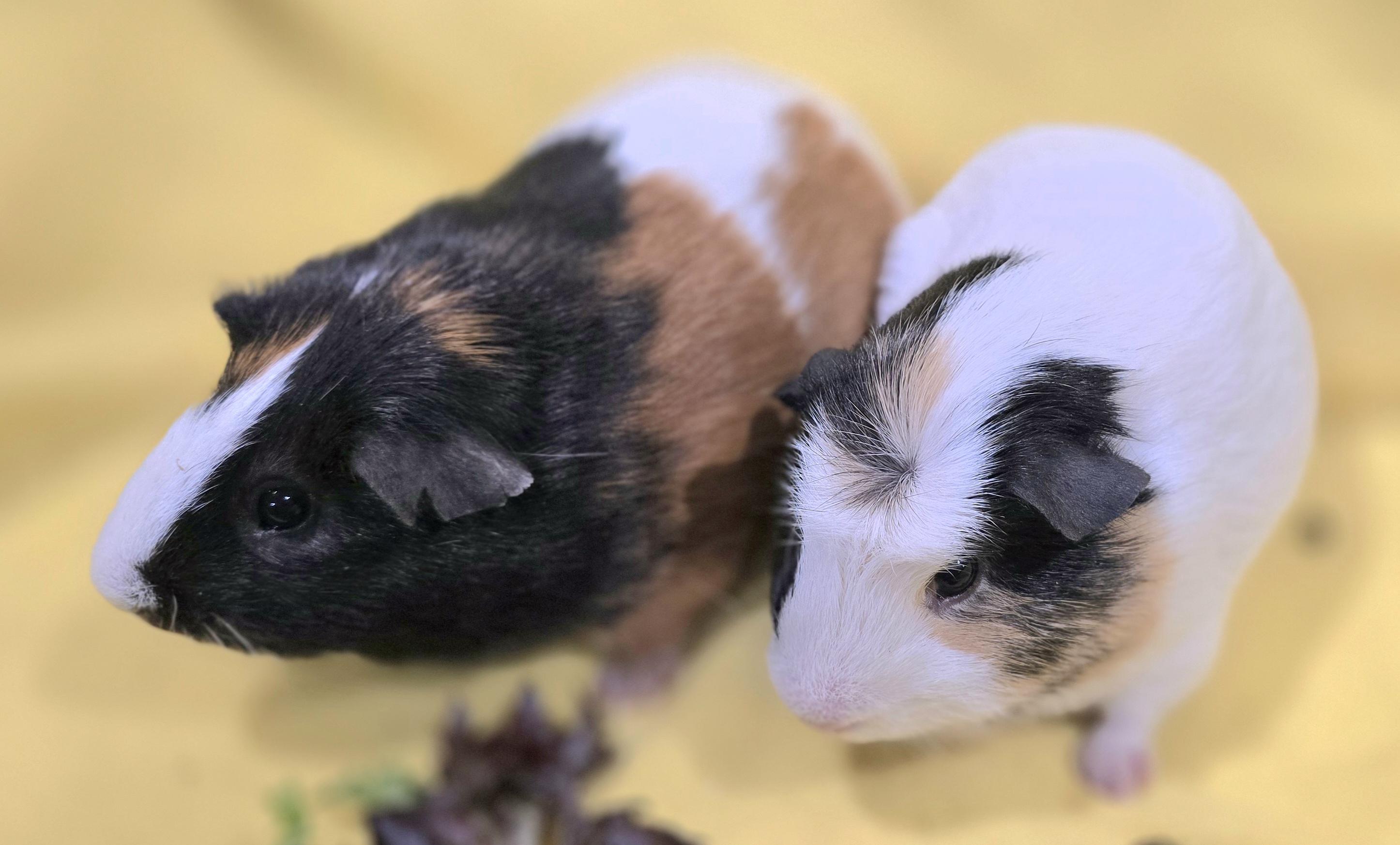 Enlarge Dilton and Albert, a ADOPTABLE Guinea Pig in New Kensington, PA image 2/3