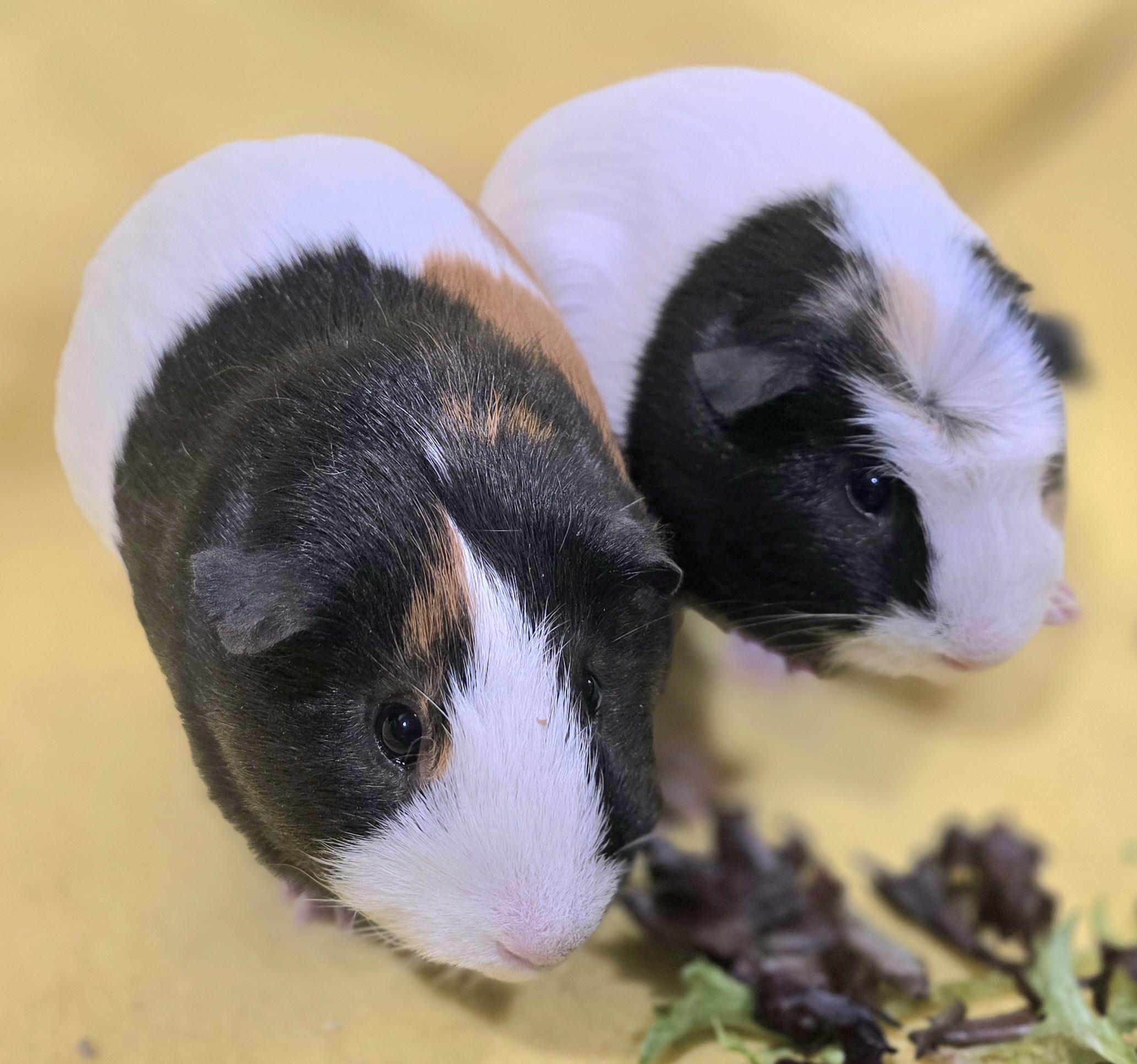 Enlarge Dilton and Albert, a ADOPTABLE Guinea Pig in New Kensington, PA image 3/3
