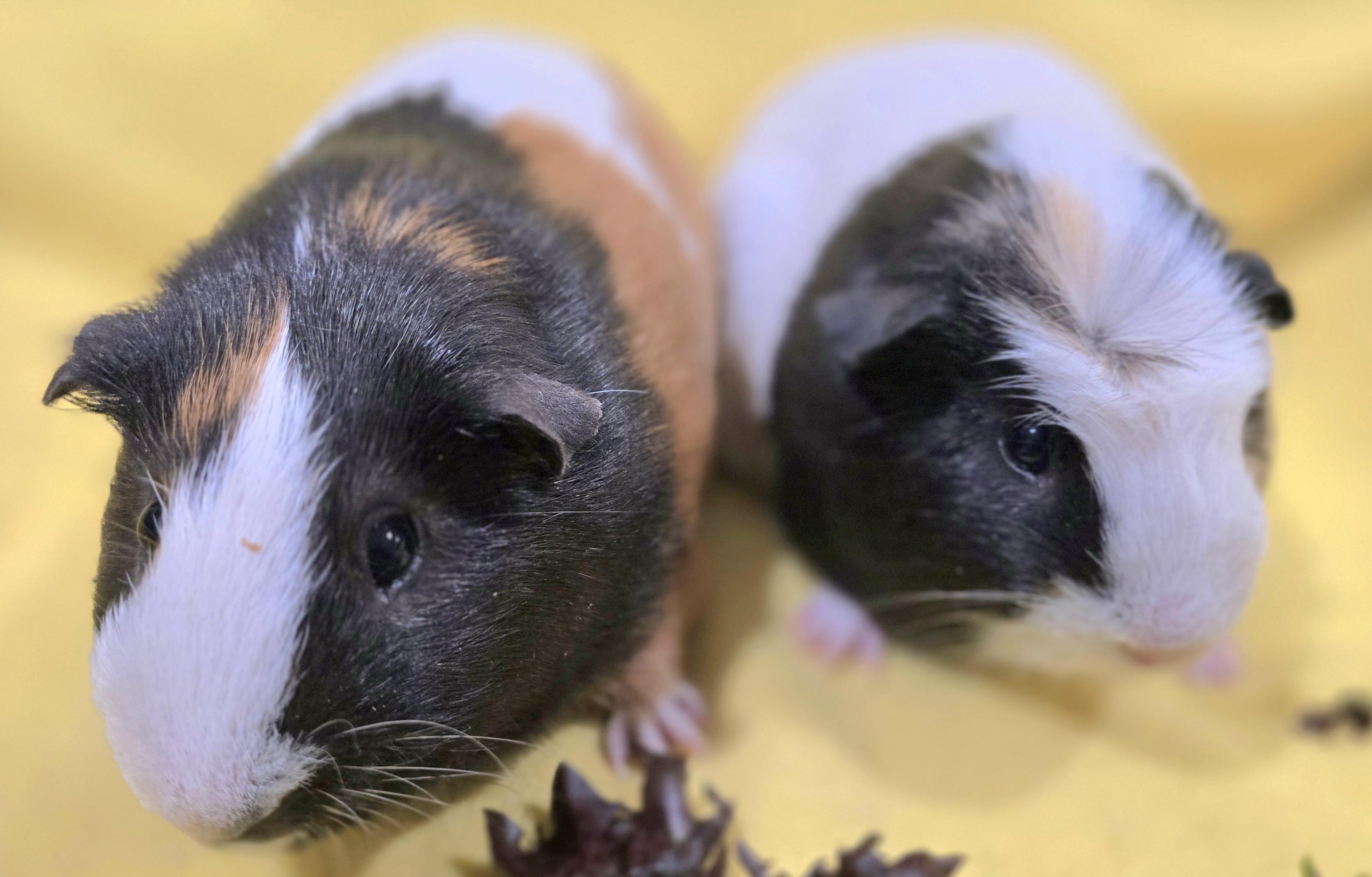 Dilton and Albert, ADOPTABLE, Young Male Guinea Pig.