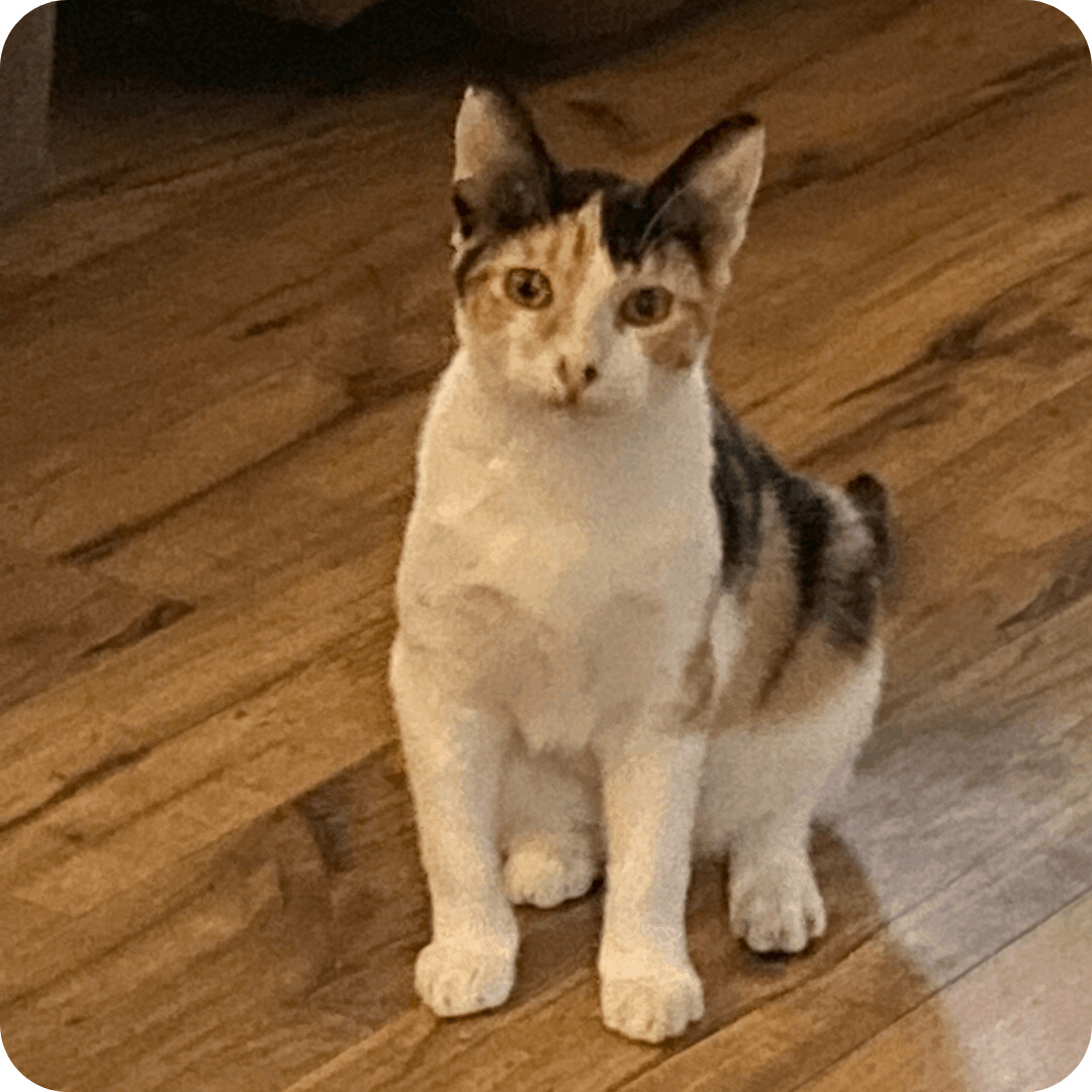 Peach Blossom, Adoptable, Adult Female Domestic Short Hair & Calico.