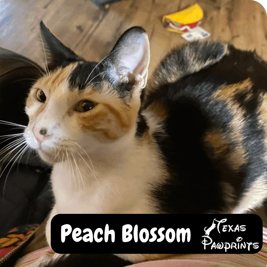 Peach Blossom, a Adoptable mixed breed in Dallas, TX image 2/4