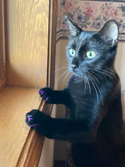 Enlarge Fig, a Adoptable Domestic Short Hair in Neenah, WI image 1/3