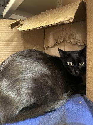 Enlarge Fig, a Adoptable Domestic Short Hair in Neenah, WI image 2/3