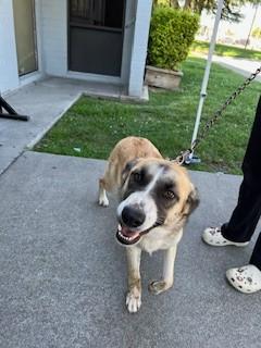 Enlarge SALLY, a Adoptable German Shepherd Dog in Stockton, CA image 1/1