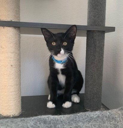 Enlarge Blaise, a Adopted mixed breed in Winter Garden, FL image 1/2