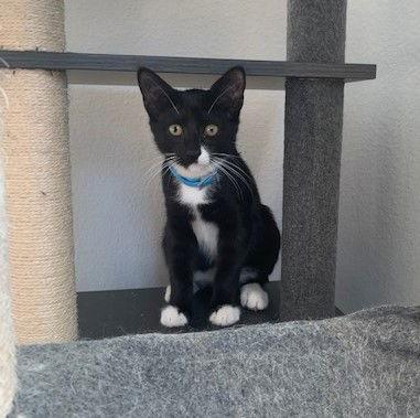 Enlarge Blaise, a Adopted mixed breed in Winter Garden, FL image 2/2