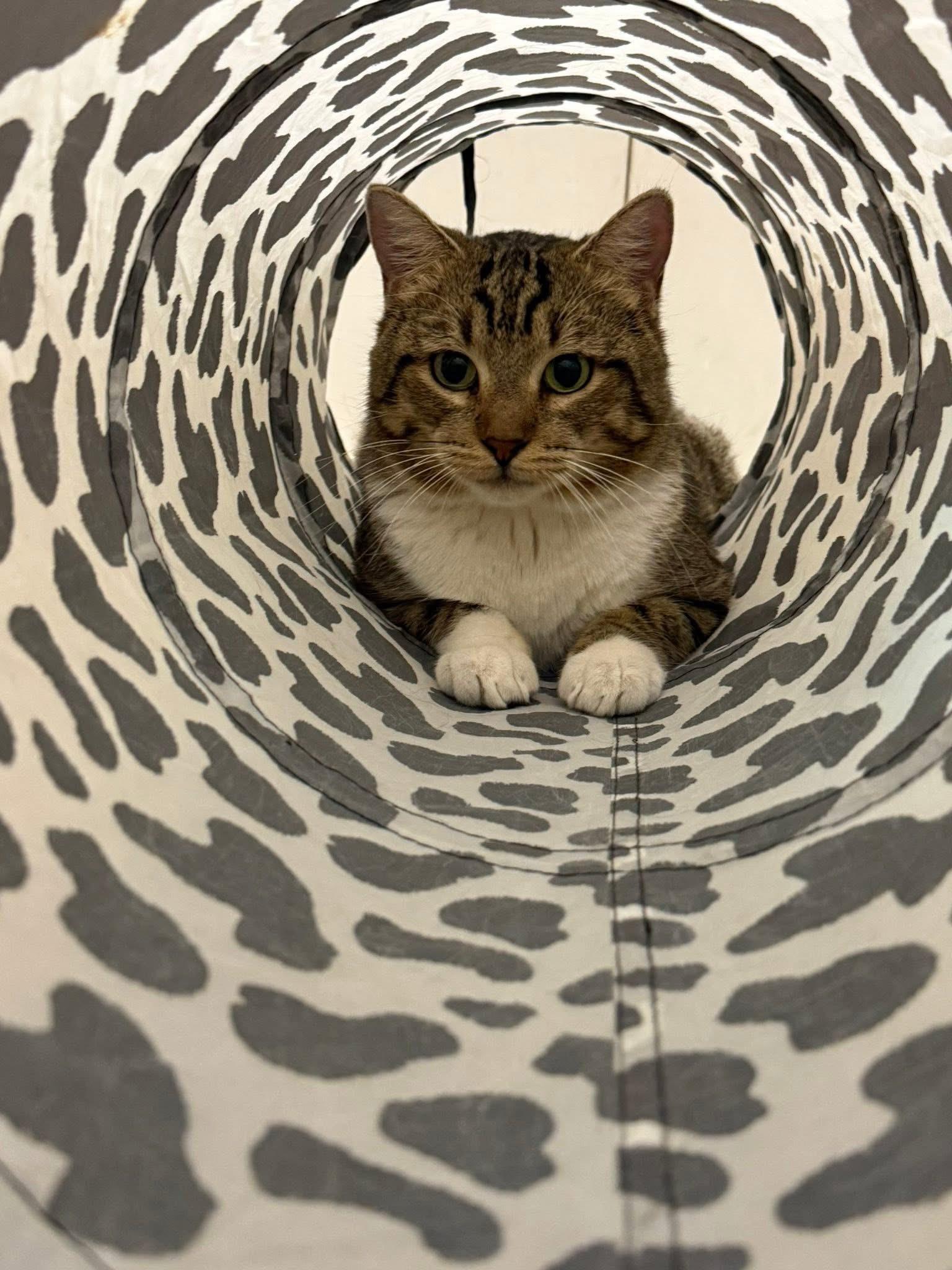 Charles, a Adoptable Domestic Short Hair in Chandler, AZ image 1/3