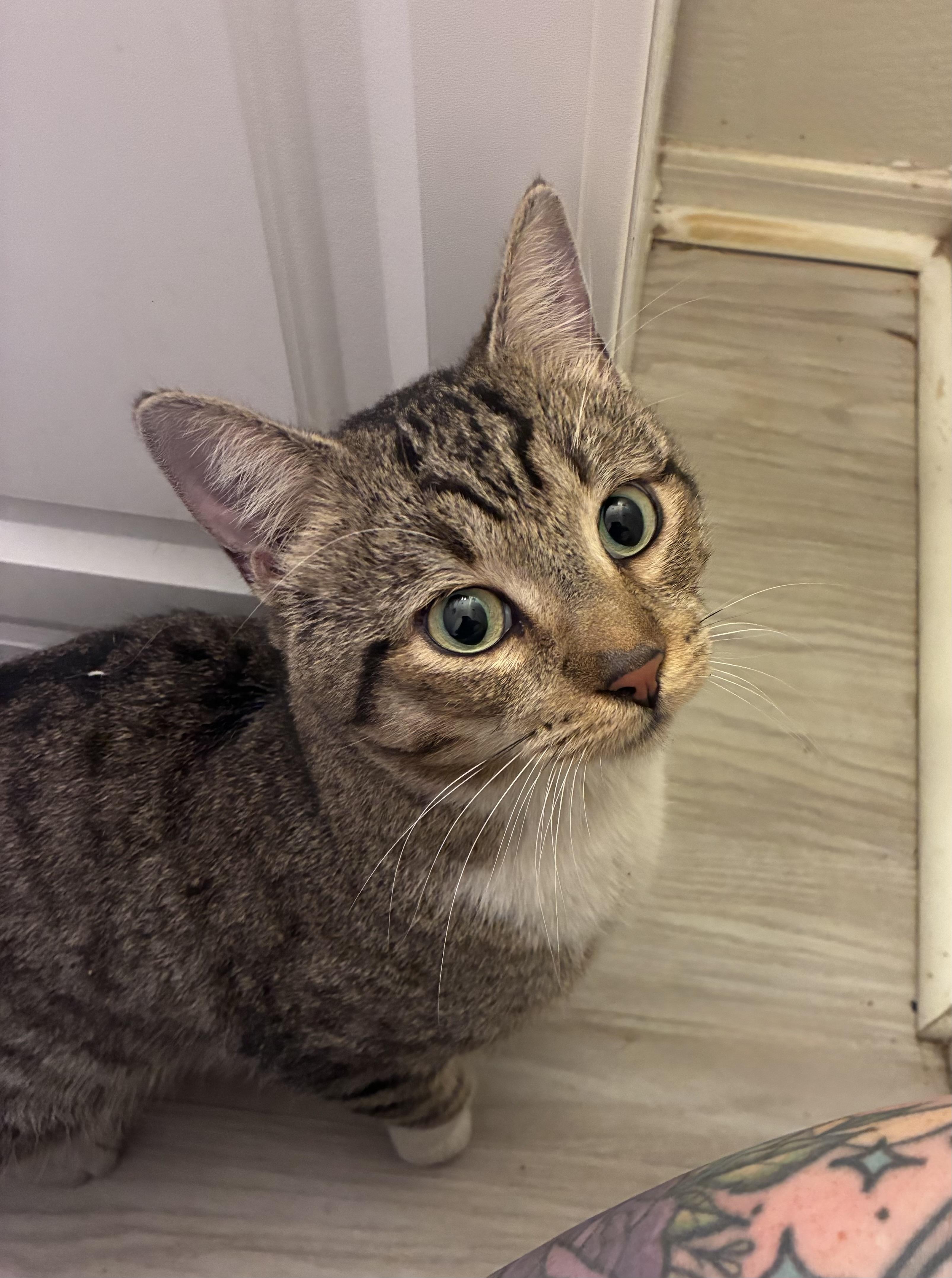 Charles, a Adoptable Domestic Short Hair in Chandler, AZ image 3/3