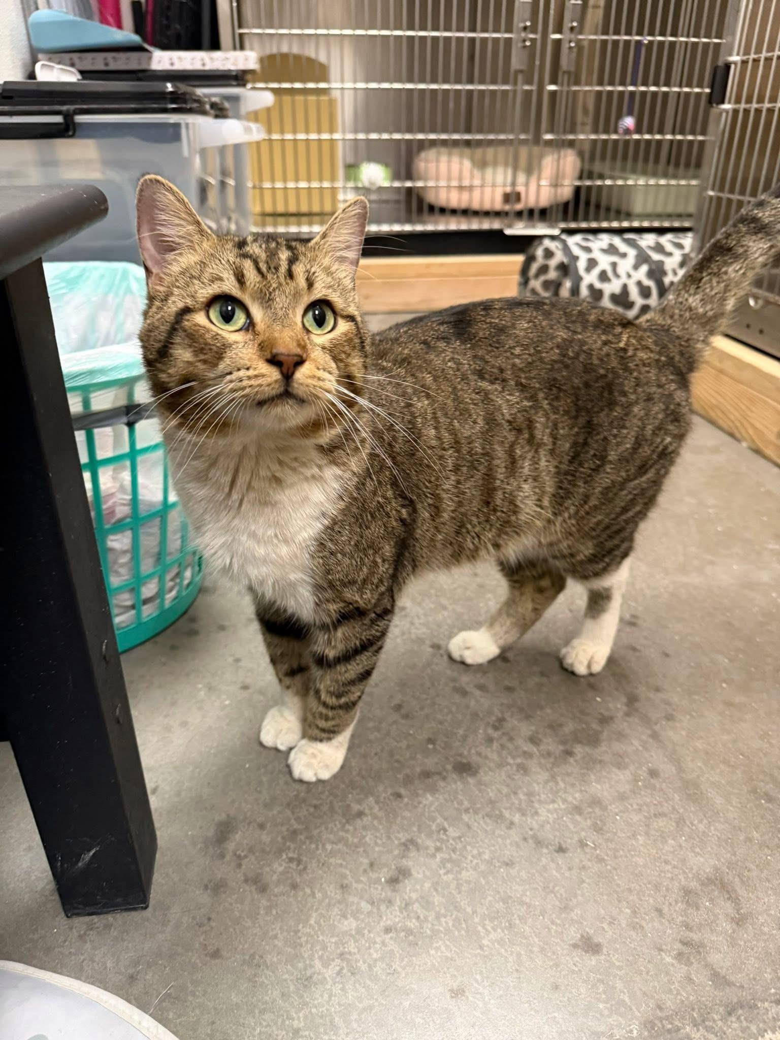 Charles, Adoptable, Young Male Domestic Short Hair.