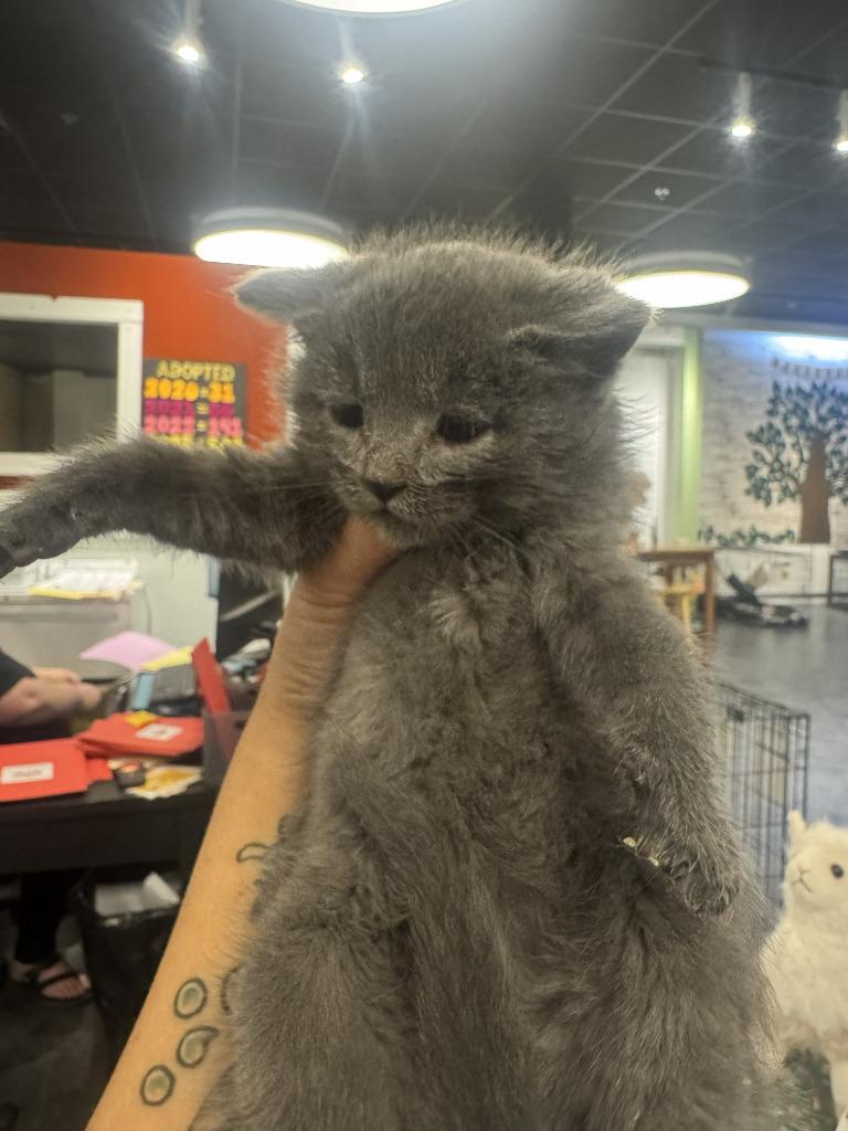 Enlarge Rowan, an adopted mixed breed in St. Cloud, MN image 1/1