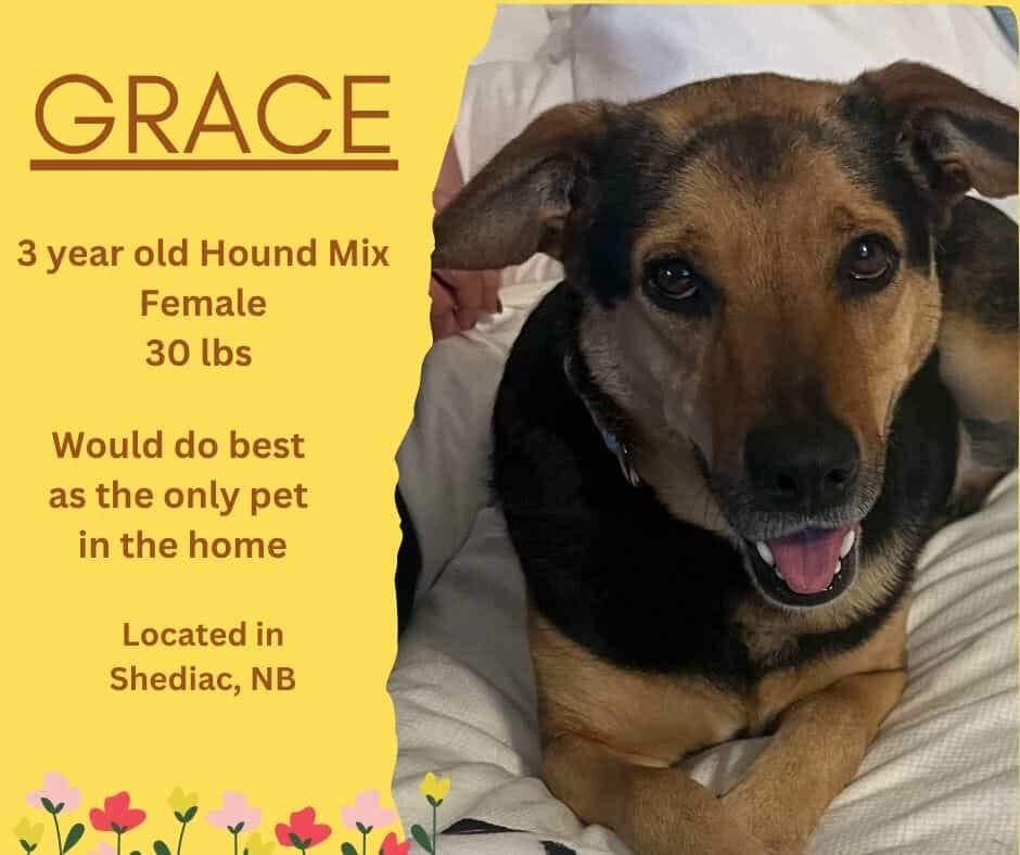 Grace, an adoptable Hound in River Hebert, NS, B0L 1G0 | Photo Image 1