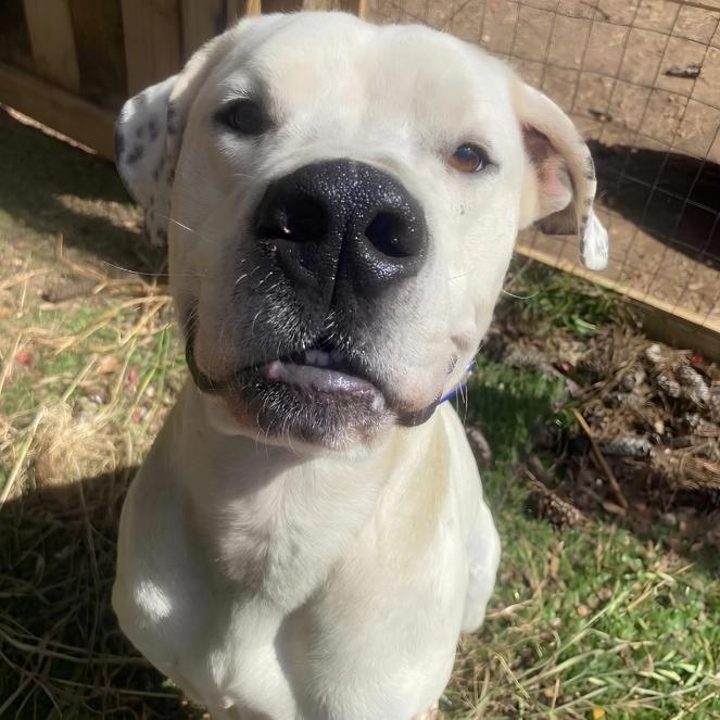 Sox, adopted, Adult Male Dogo Argentino & Labrador Retriever.