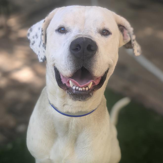 Sox, an adopted mixed breed in Naperville, IL image 2/4